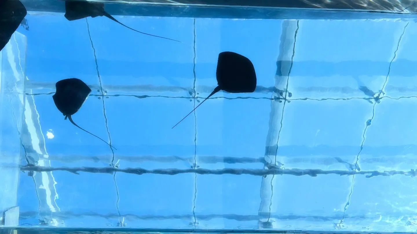 昨日は、卒園アルバムの撮影てアクアマリン福島にいってきました...